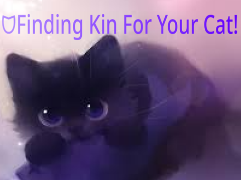 ᗢFinding kin for your cat!