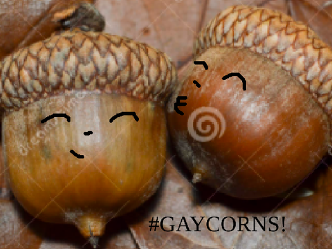 Gaycorns Pt 1