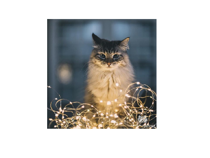 cute cat pfps