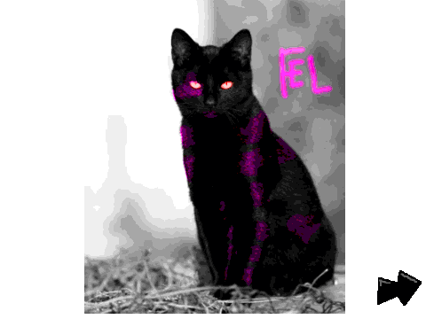 Photoshopped cats - I