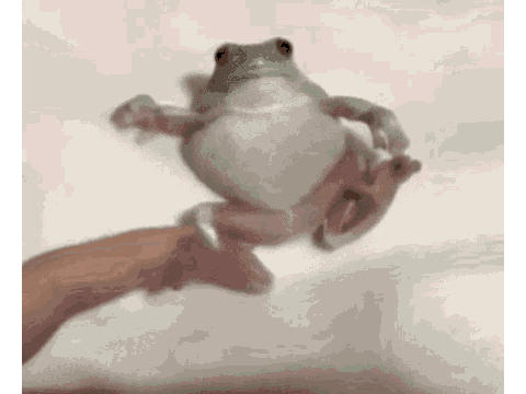 frog