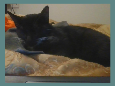 kitty