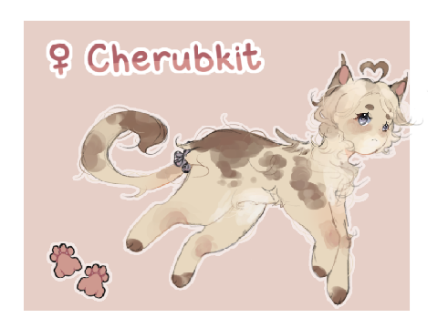 (reshare) ♡ wolf in a sheep's clothing ~ cherub application