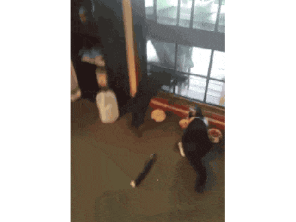 キュウリに驚く猫ｗ