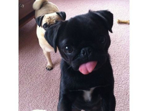 cute pugs