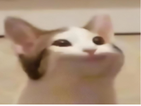 Pop-Cat