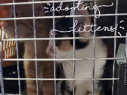 Adopting kittens <3