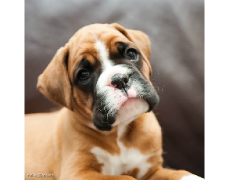 boxers are amazing