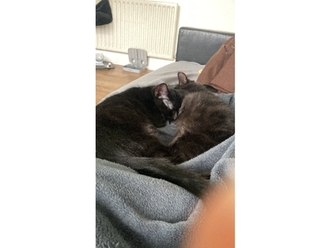 my cats +  blurry thumb reveal