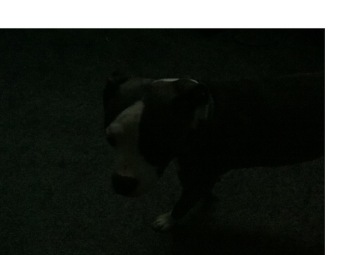 My Dog.