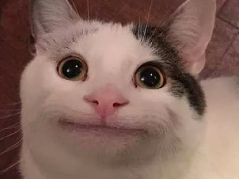 ฅ^•ﻌ•^ฅ | victor cat memes