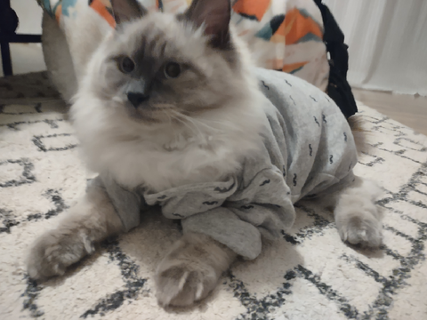 My kitten wears Pjs