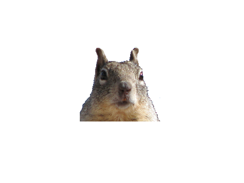 squirrel