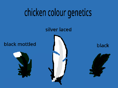 chicken genetics part one