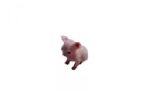 Bingus dance