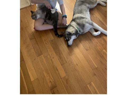 photos of my dogs+some of cat