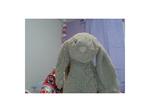 bunny