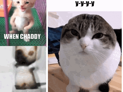 Cats Unite
