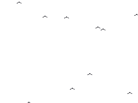 Insects