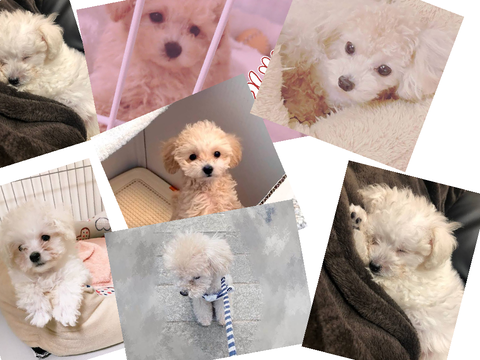 とぴちゃん＆るぅちゃん写真集