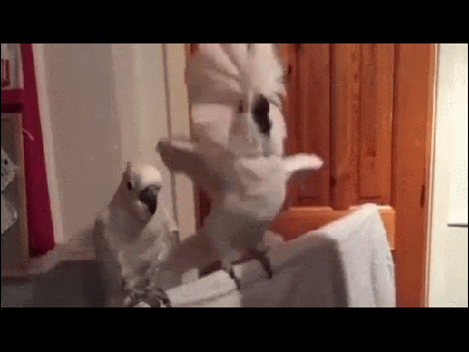 Cockatoo ROCKING
