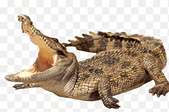 Croco's Bar & Burger [CANCELLED]
