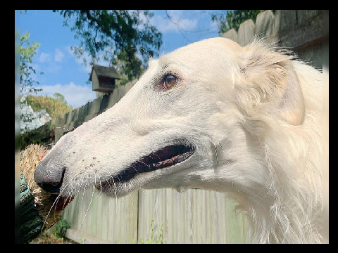 Doeg