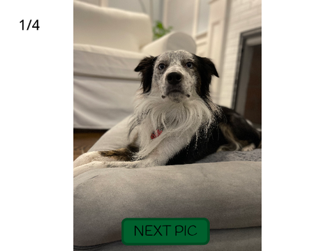  my dog 