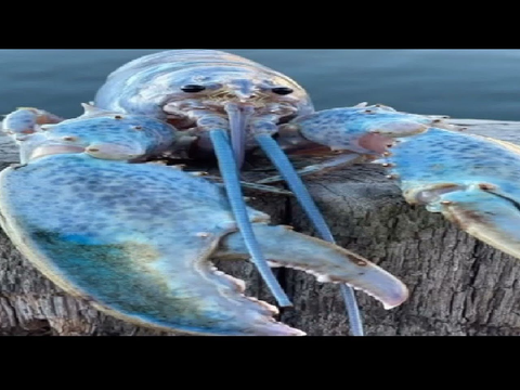 lobster jumpscare