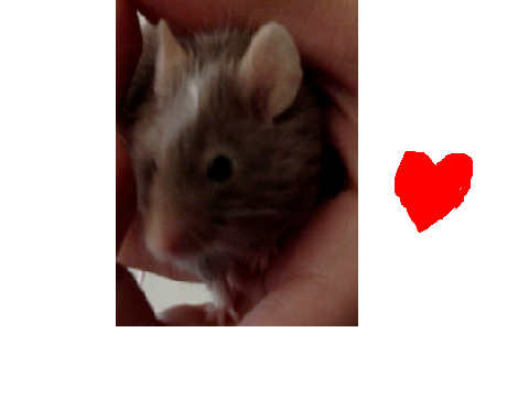 my mouse Harry