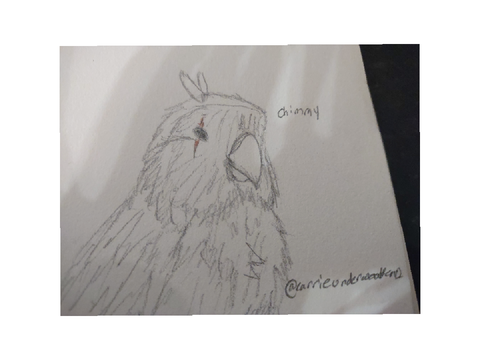 My Entres for warrior birbs 