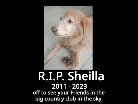 my dog died... :')