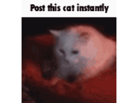 Post this cat instantly remix