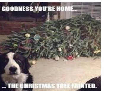 My dog on Christmas 