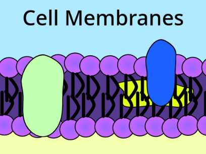 Cell Membranes