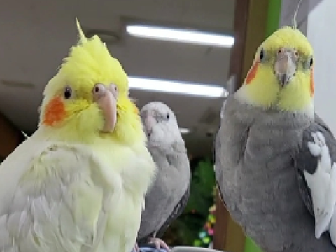 Introducing! Dusty and Maple :) 
