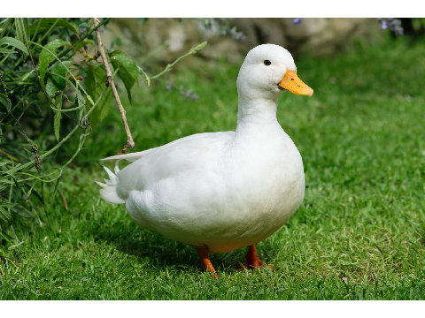 duck