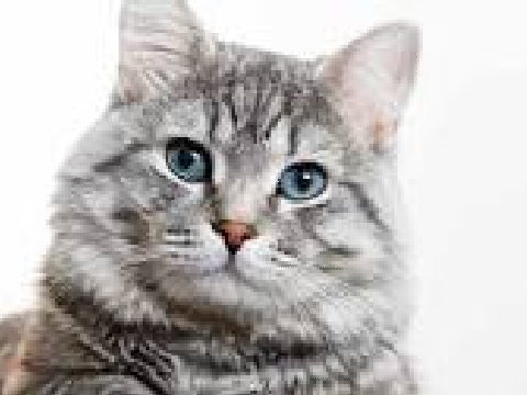 cat love
