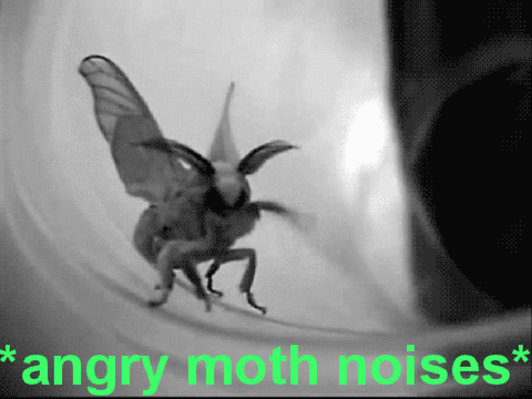 *angry moth noises*