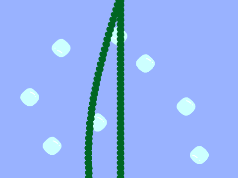 Seaweed