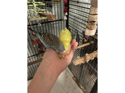 Kiwi, jelly , and chip