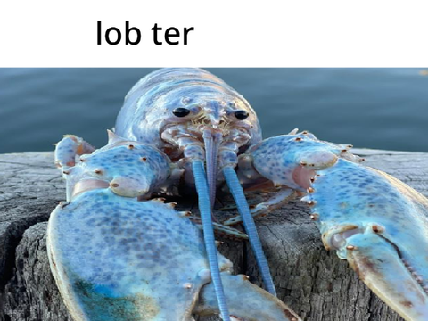 lob ter