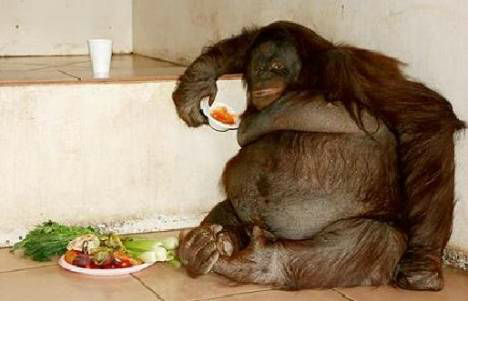 Fat Monkeys 101