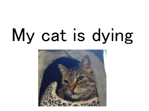 My cat is dying