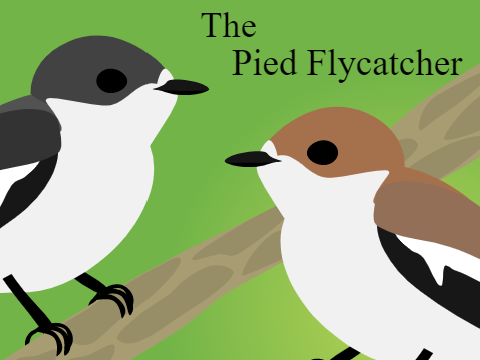 The Pied Flycatcher