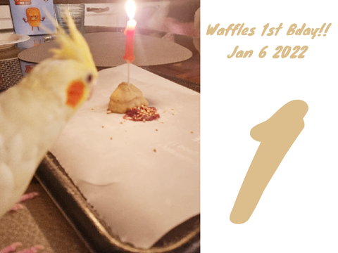 Happy birthday sweet Waffle ~