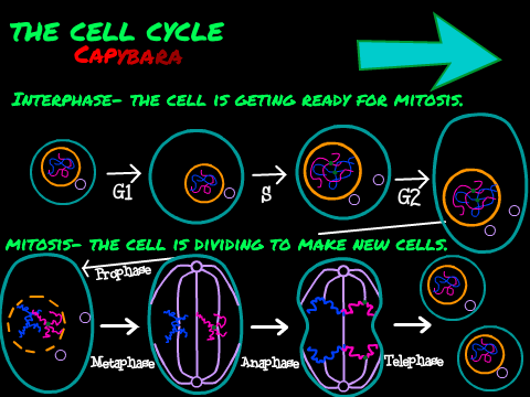 The Cell Cycle