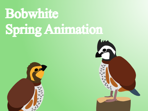 Bobwhite Spring Animation (Reshare)