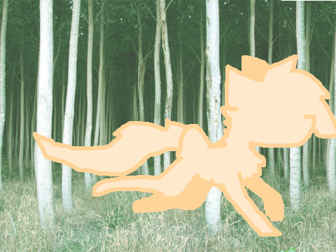Running Cat #3!!!