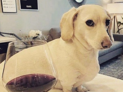 dog with an interesting opinion